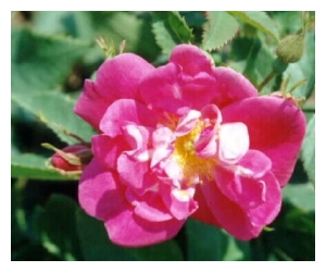 ROSA x 'William Baffin' (AC)